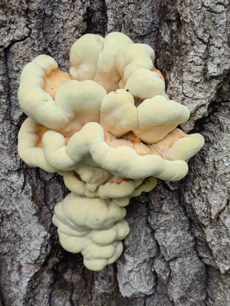 Представляете - где-то зреют ТСЖ (автор фото Vadim-gribogriz)