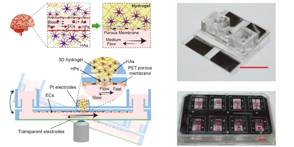 Cлева показана модель гематоэнцефалического барьера in vivo.  Внизу слева — новая модель in vitro, которая наклоняется для создания потока жидкости. На фотографиях справа показана платформа, на которой тестируется модель in vitro. Credits: Andreas Hierlemann, Mario Modena / ETH Zurich