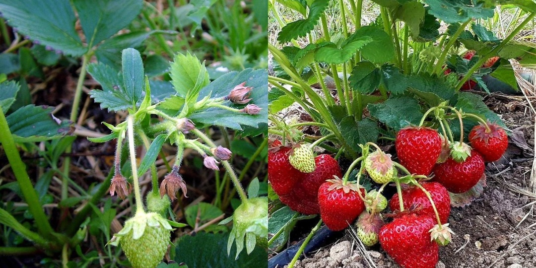 Готовлю для садовой клубники народную подкормку из золы. 1 куст дает до 30 новых бутонов