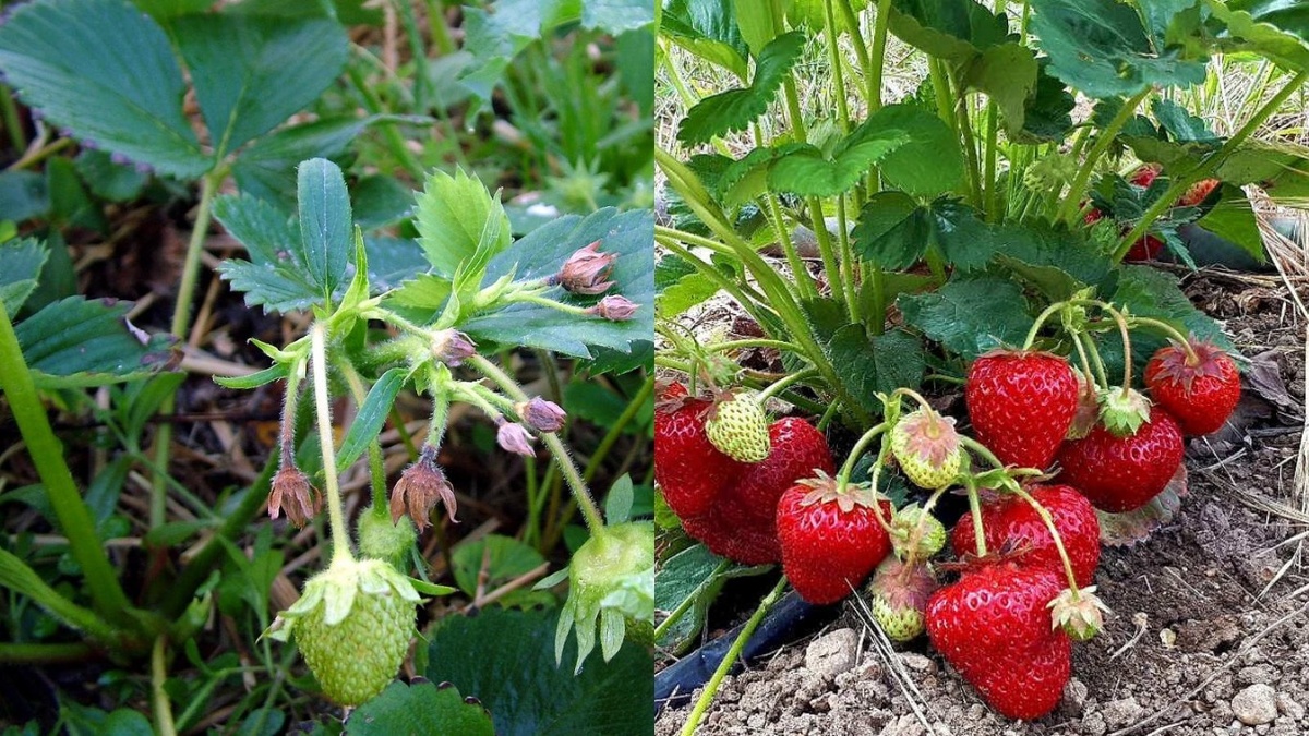 Результат подкормки золой через 15 дней: справа куст после обработки