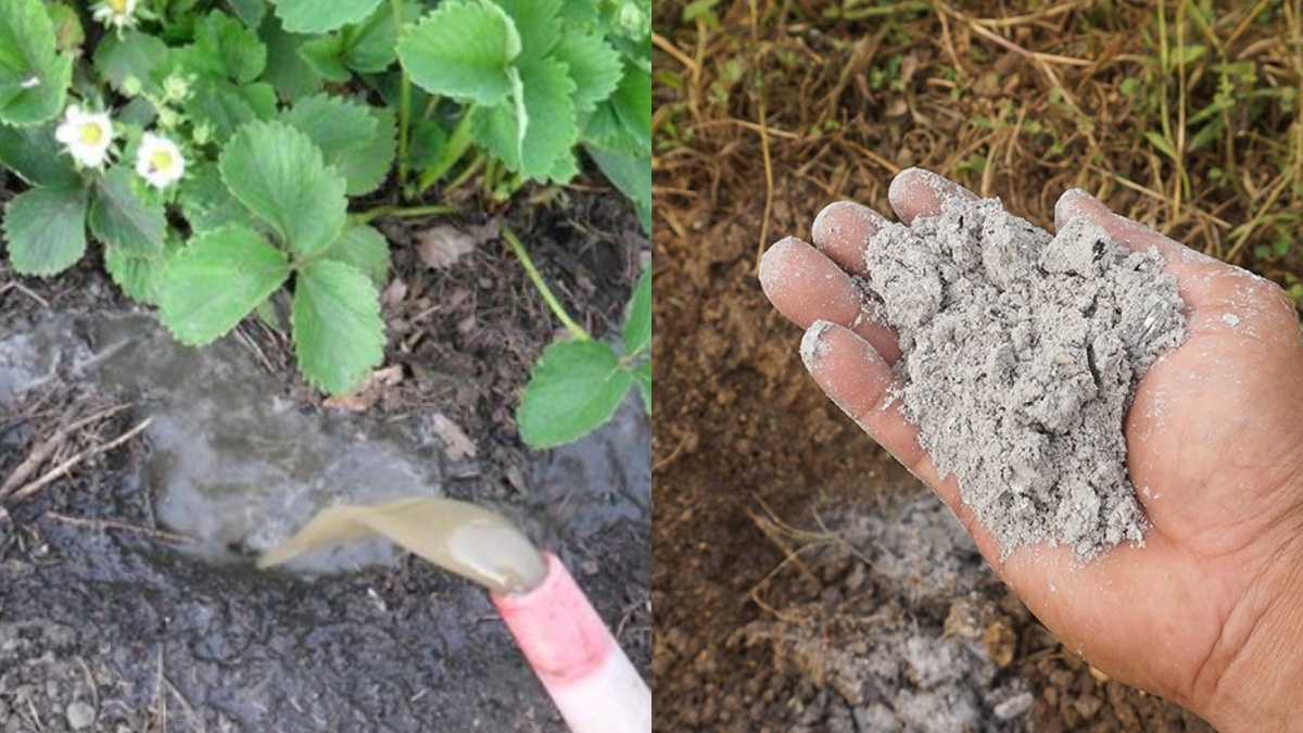 Подкормка золой весной - основа будущего урожая