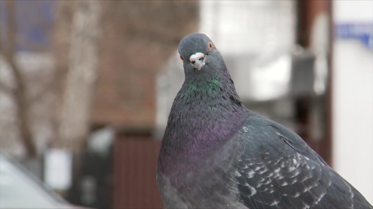кадр из программы "Вечерний хэштег"
