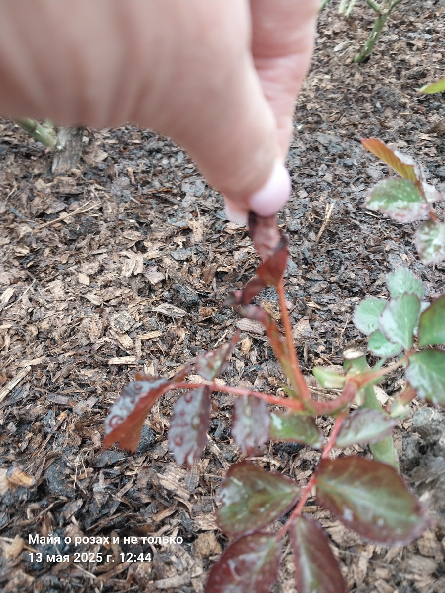 1. Верхний лист подмёрз, но побег продолжает свой рост 