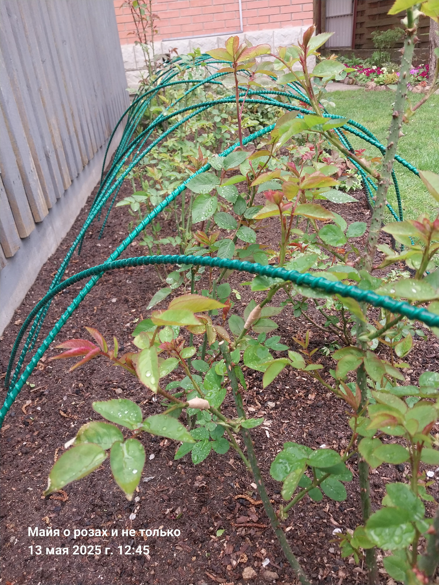 2. Сломанные под тяжестью мокрого снега побеги перевязала лейкопластырем и они уже здорово подросли. А кто-то говорил "их нужно обрезать, зачем издеваться над розами"...