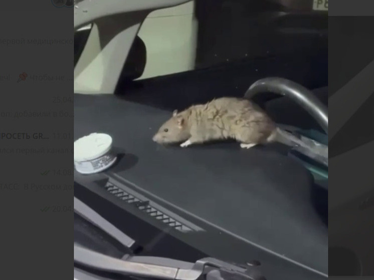     Скриншот видео @svodka25