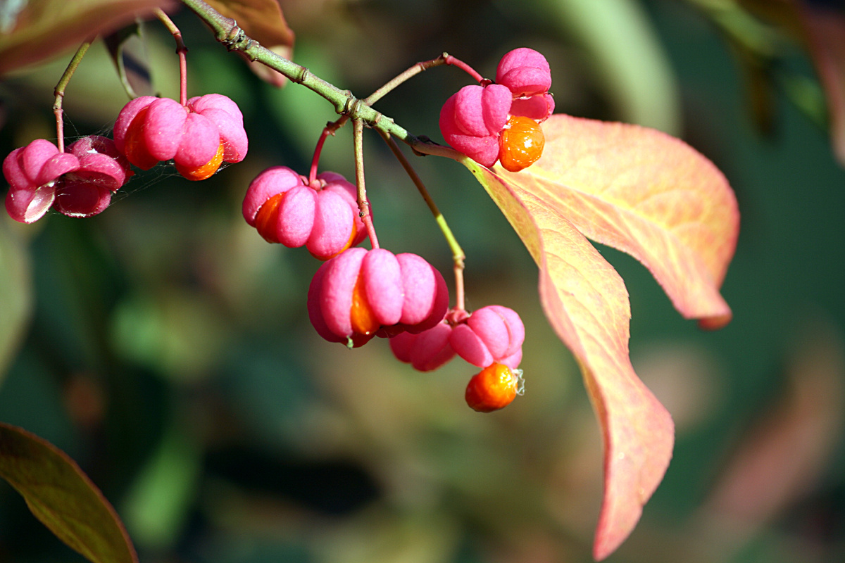 https://en.wikipedia.org/wiki/File:Gewöhnlicher_Spindelstrauch_(Euonymus_europaeus)_IMG_7940.JPG