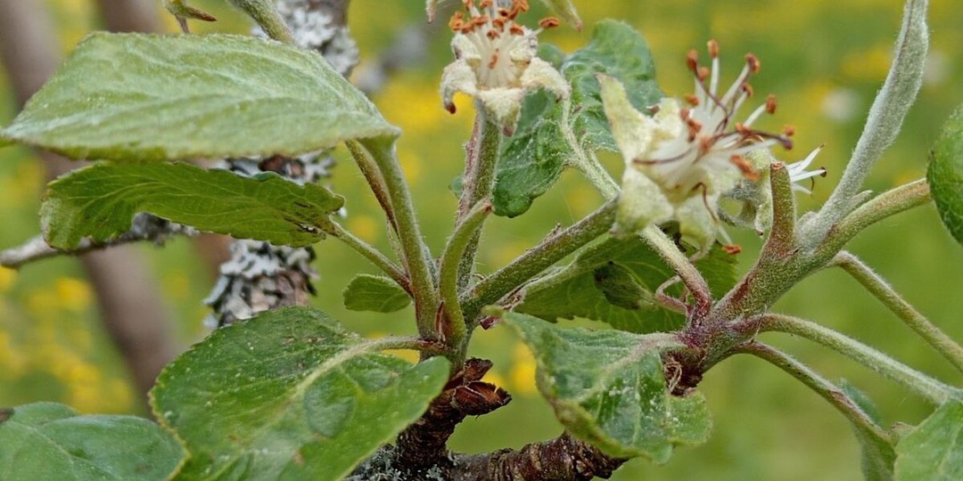 20 г на 10 л для обработки яблони от гусениц. 3 опасных вида гусеницы для дерева в мае