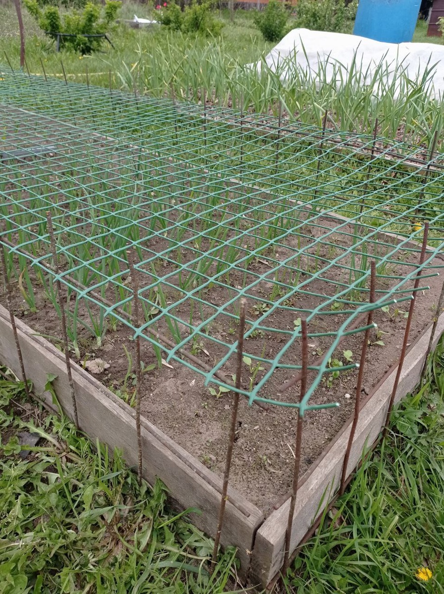 Луковая клетка - общий план. 