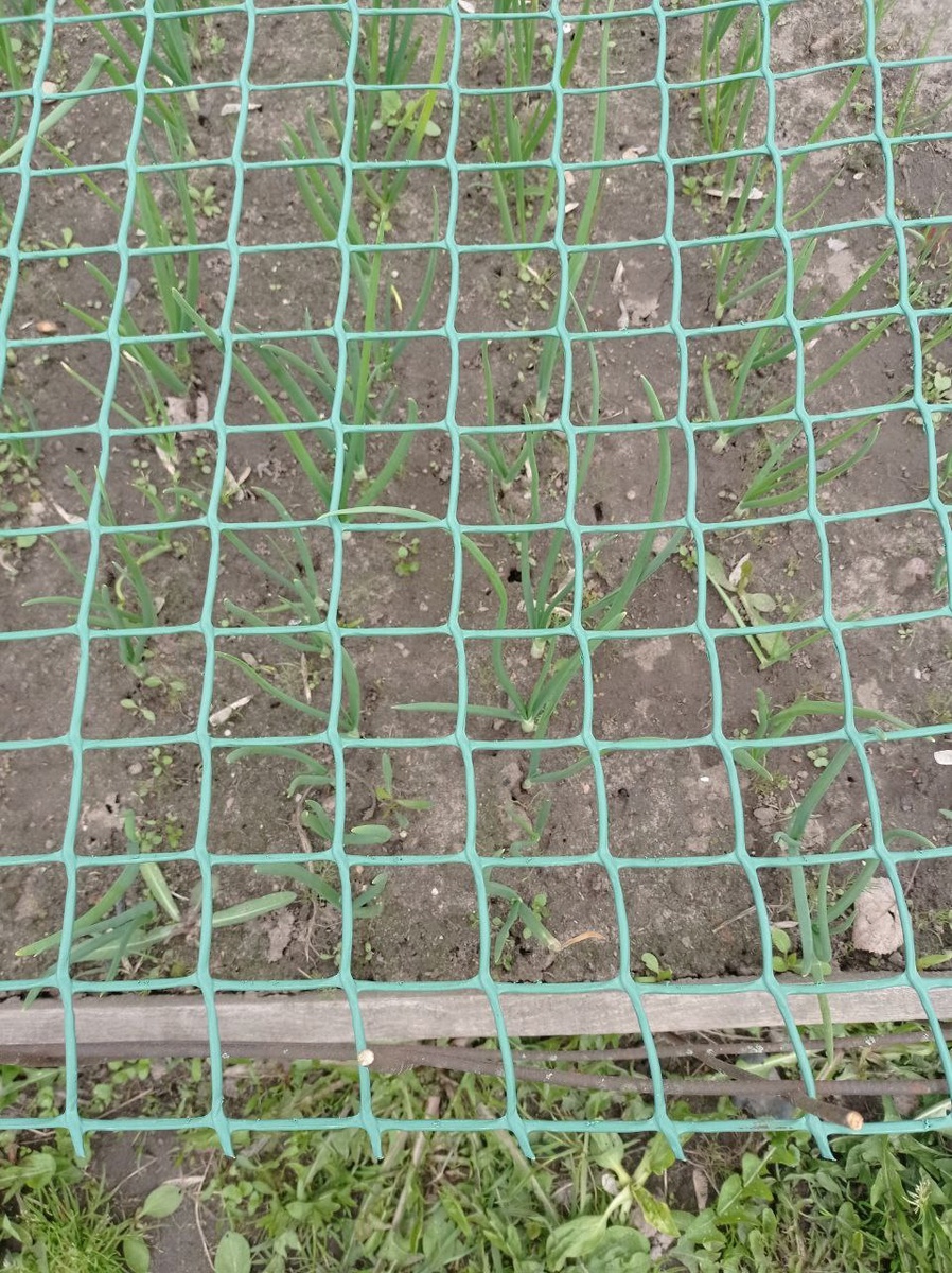 Вид сверху. Перо ещё не доросло до сетки.