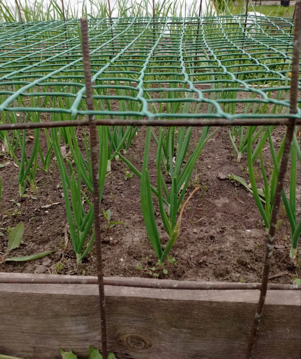 Вид сбоку - через ячейки легко проходит рука, значит, прополке наша клетка не помешает.