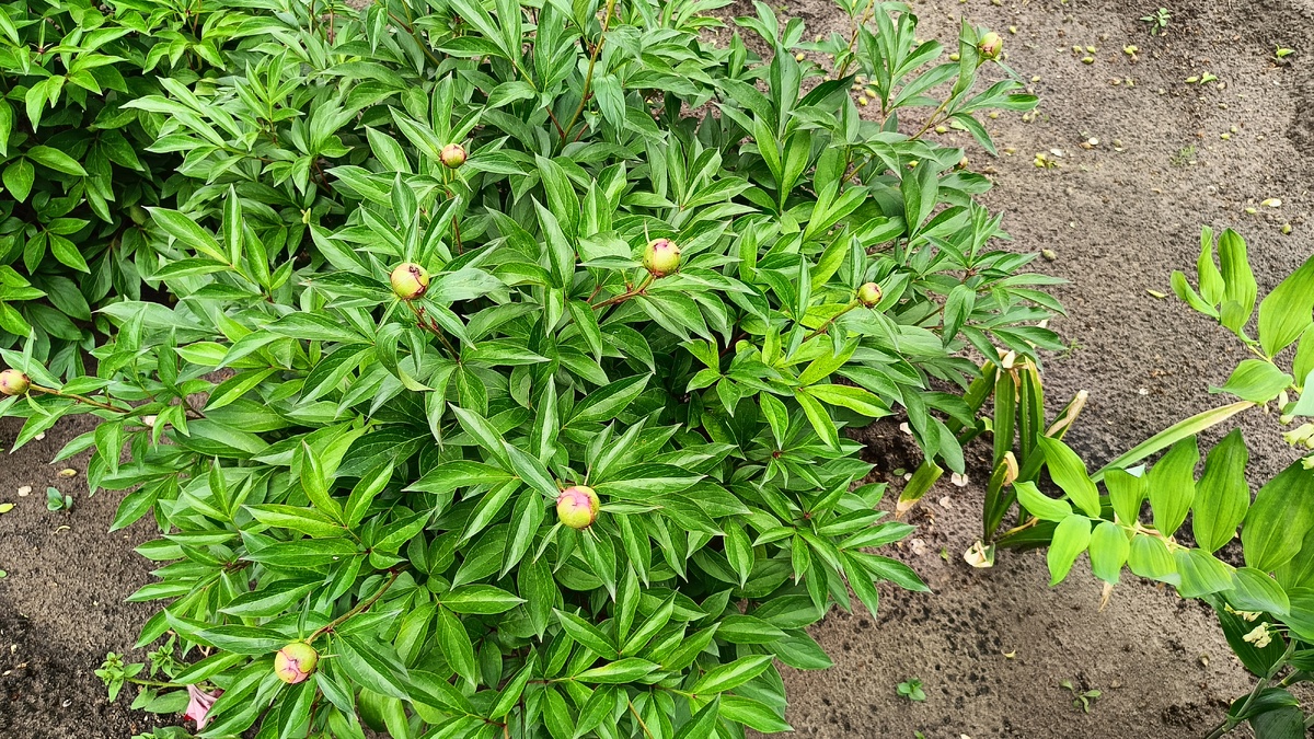 Пионы, двух расцветок, розовые и бордовые, обычно зацветают к 25 мая.