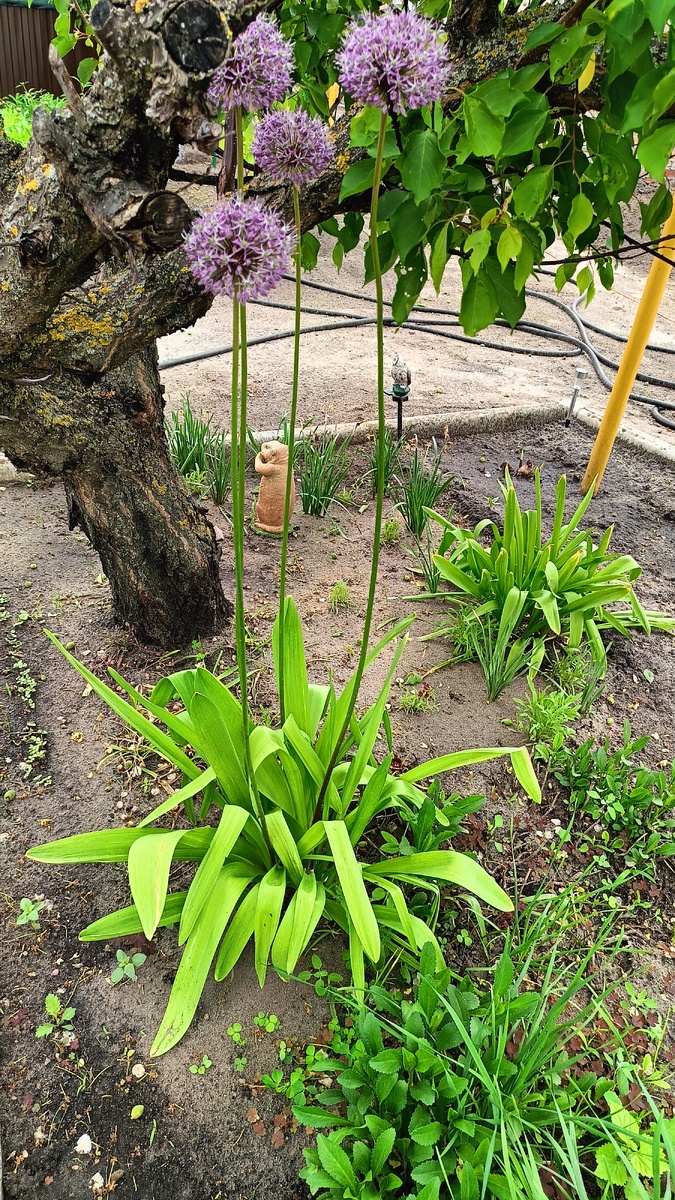 Декоративный лук.