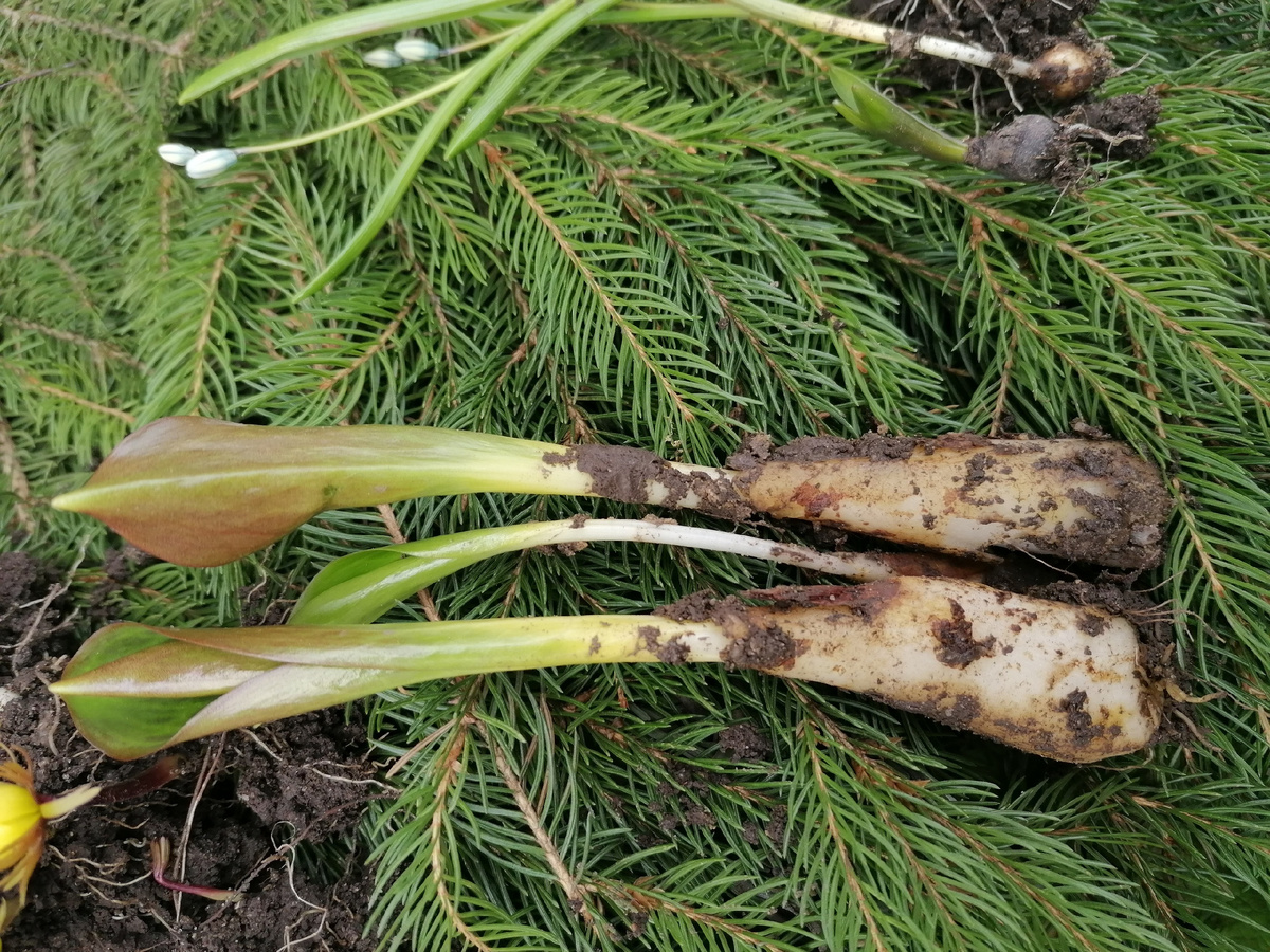 Кандык или Эритрониум (Erythŕonium) 2023 год. Фото автора @Маша Генералова