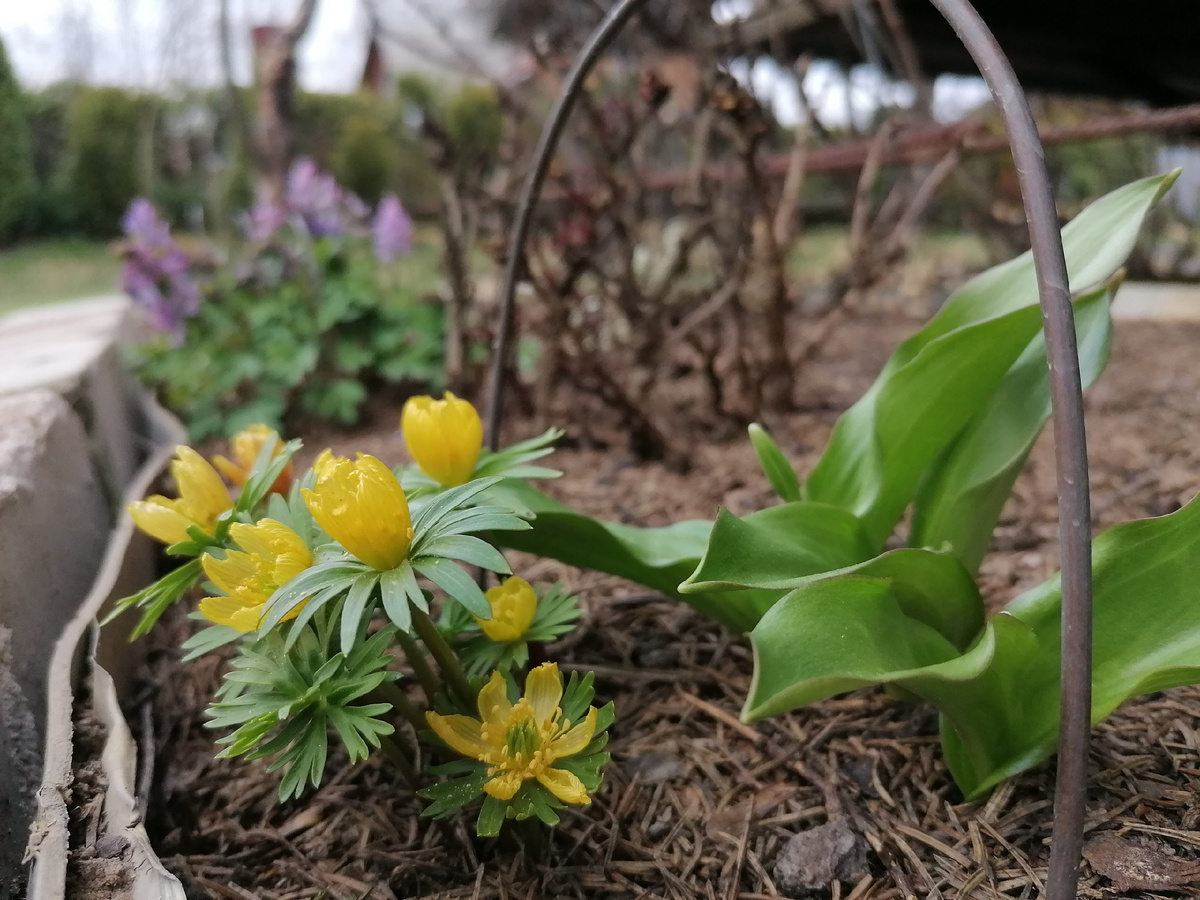 Кандык или Эритрониум (Erythŕonium) 2023 год. Фото автора @Маша Генералова