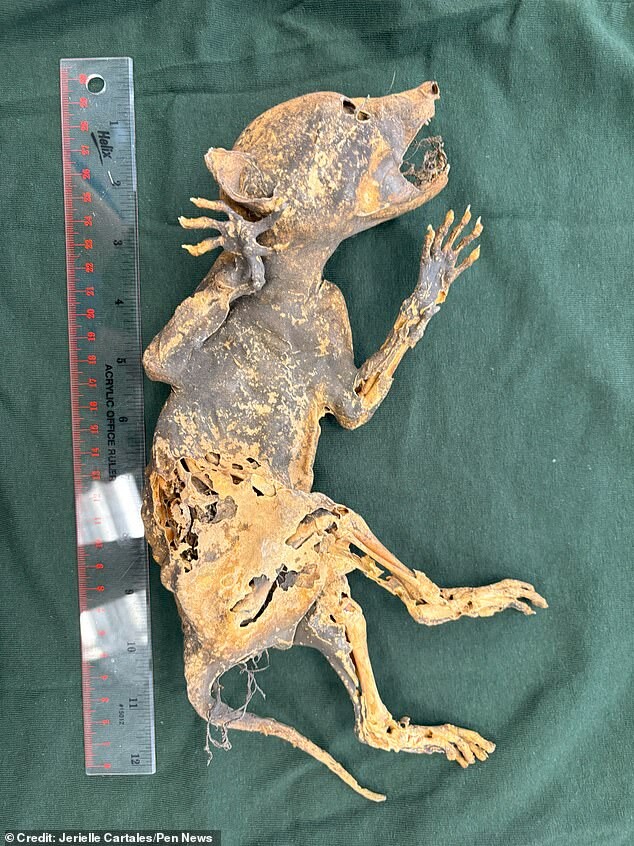 Ученые обнаружили «странное» мумифицированное существо с руками, похожими на человеческие, в Университете штата Мичиган в американском городе Ист-Лансинг.