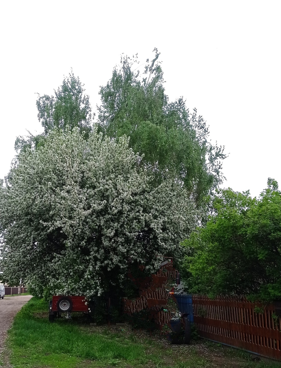 Бушует май. 