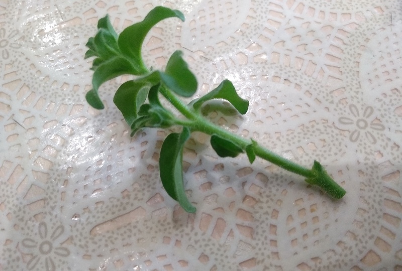 Размножение петунии черенками из рассады. 7 ответов на вопросы по укоренению