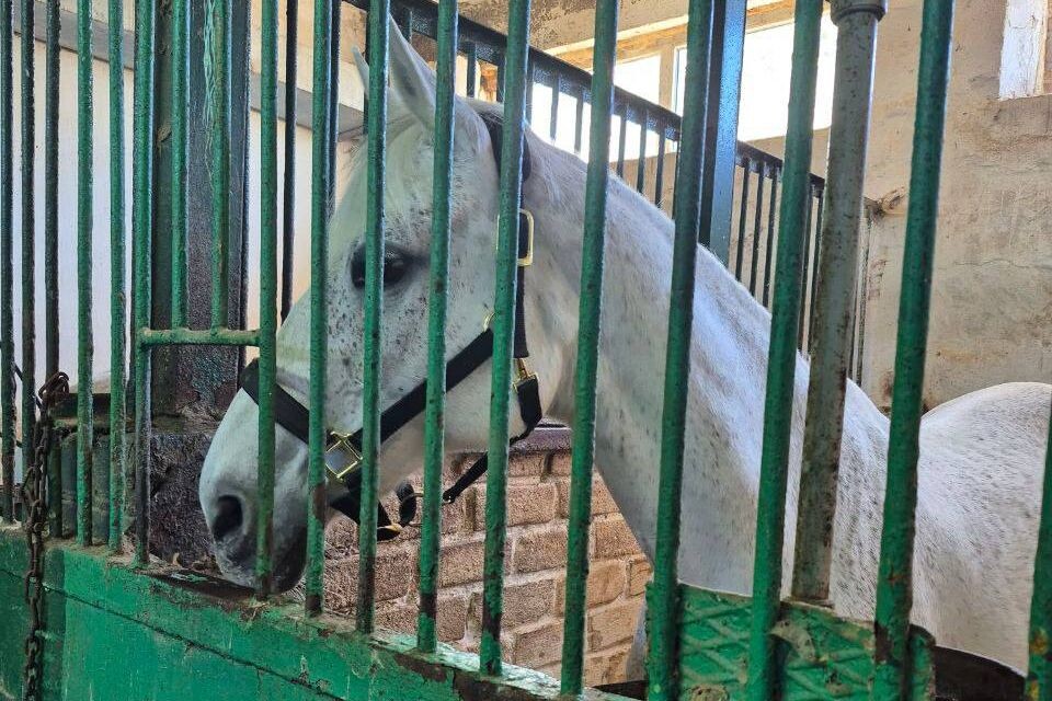 Лошадь Иоланта.