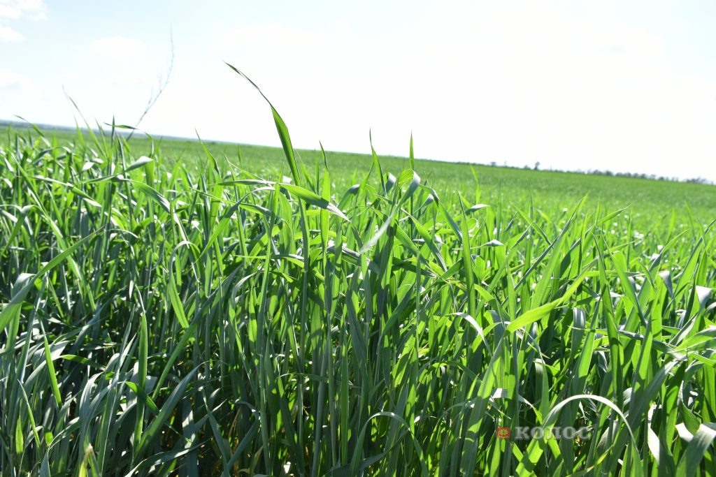    фото Светланы Кишинько Газета Колос