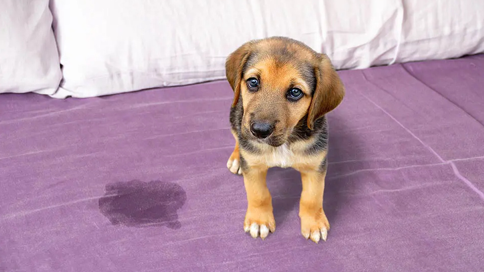 Лужа на кровати совсем не катастрофа, уверяю вас. Не надо наказывать собаку. Фото Cunaplus_M.Faba/iStock