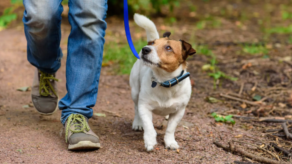 Подкорректируйте расписание так, чтобы увеличить продолжительность прогулок или ввести одну-две дополнительных. Фото alexei_tm/iStock