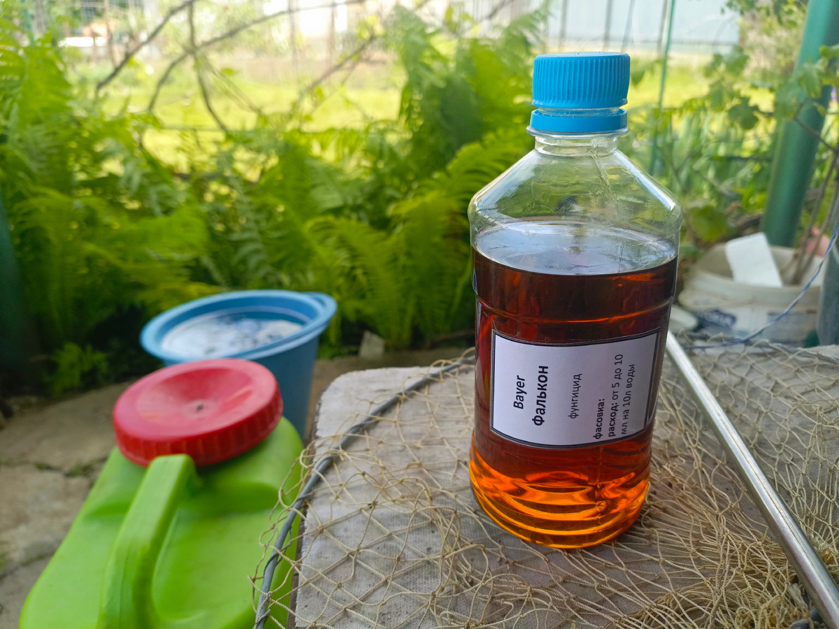Фунгицид Фалькон производитель Bayer . Разводим 5 мл на 10 литров воды.
