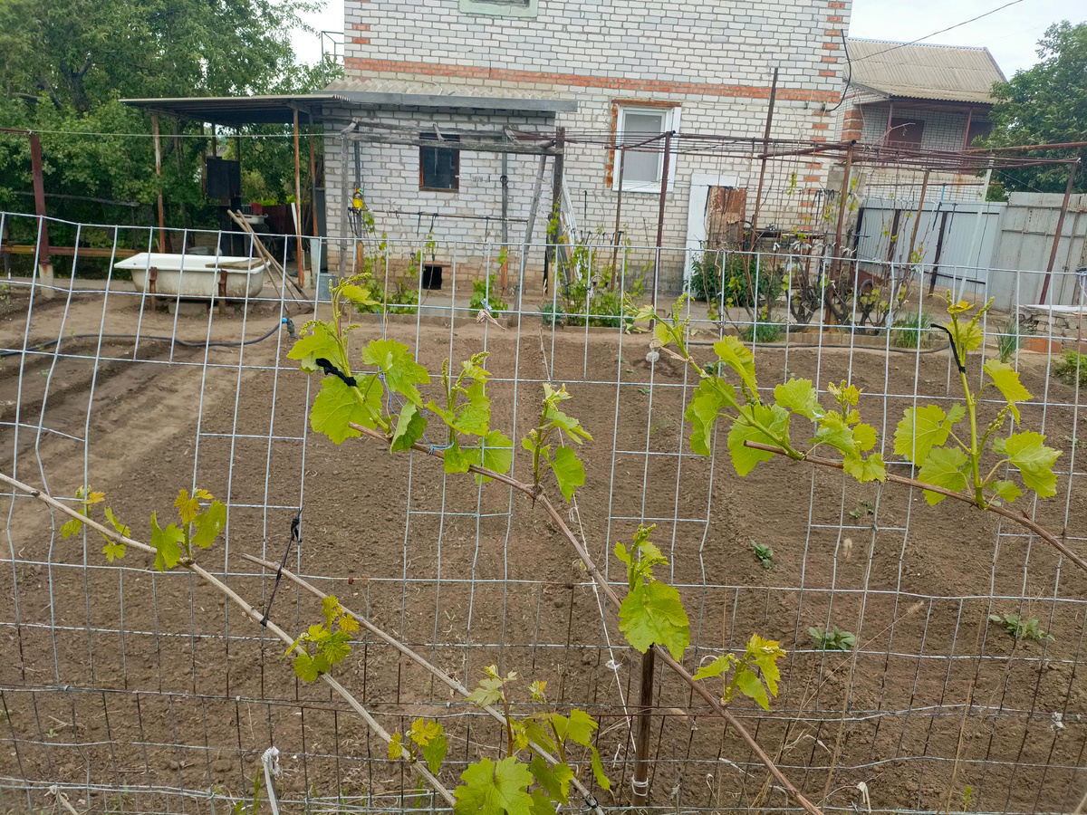 Вверху не помёрзший, внизу вновь проснулся.