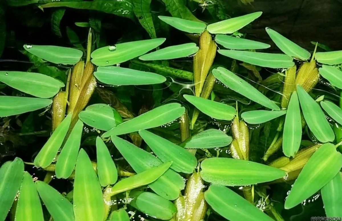 ## Гигрориза - плавающее растение для вашего аквариума### Описание растения**Гигрориза** - уникальное плавающее растение с характерной структурой:* Корневая система достигает 15 см в длину* Ширина куста составляет около 7 см* Имеет бархатистые зеленые листья ланцетовидной формы### Условия содержания**Параметры воды:*** Температура: 22-28°C* Кислотность: pH 6,2-7,8* Жесткость: GH 4-18* Важна высокая влажность воздуха над поверхностью воды### Освещение и размещение**Требования к освещению:*** Интенсивное освещение* Продолжительность светового дня не менее 12 часов* Подходит для размещения на поверхности воды### Особенности выращивания**Практические рекомендации:*** Не требует дополнительной подачи CO2* Легко размножается вегетативно* Активно очищает воду* Создает естественное притенение* Служит укрытием для мальков### Размножение**Способы разведения:*** Отделять часть стебля с 4-6 листьями* Помещать новый отросток на поверхность воды* Обеспечивать оптимальные условия освещения### Преимущества растения**Полезные свойства:*** Выполняет роль естественного светофильтра* Участвует в круговороте веществ* Очищает воду от органических взвесей* Создает благоприятные условия для мальков* Не требует сложного ухода### Ограничения**Важные замечания:*** Не подходит для маленьких аквариумов* Обязательно должно содержаться в закрытом аквариуме* Требует регулярного ухода за освещениемГигрориза - это многофункциональное растение, которое не только украшает аквариум, но и приносит практическую пользу. Благодаря своей неприхотливости и полезным свойствам, оно станет отличным выбором как для начинающих, так и для опытных аквариумистов.