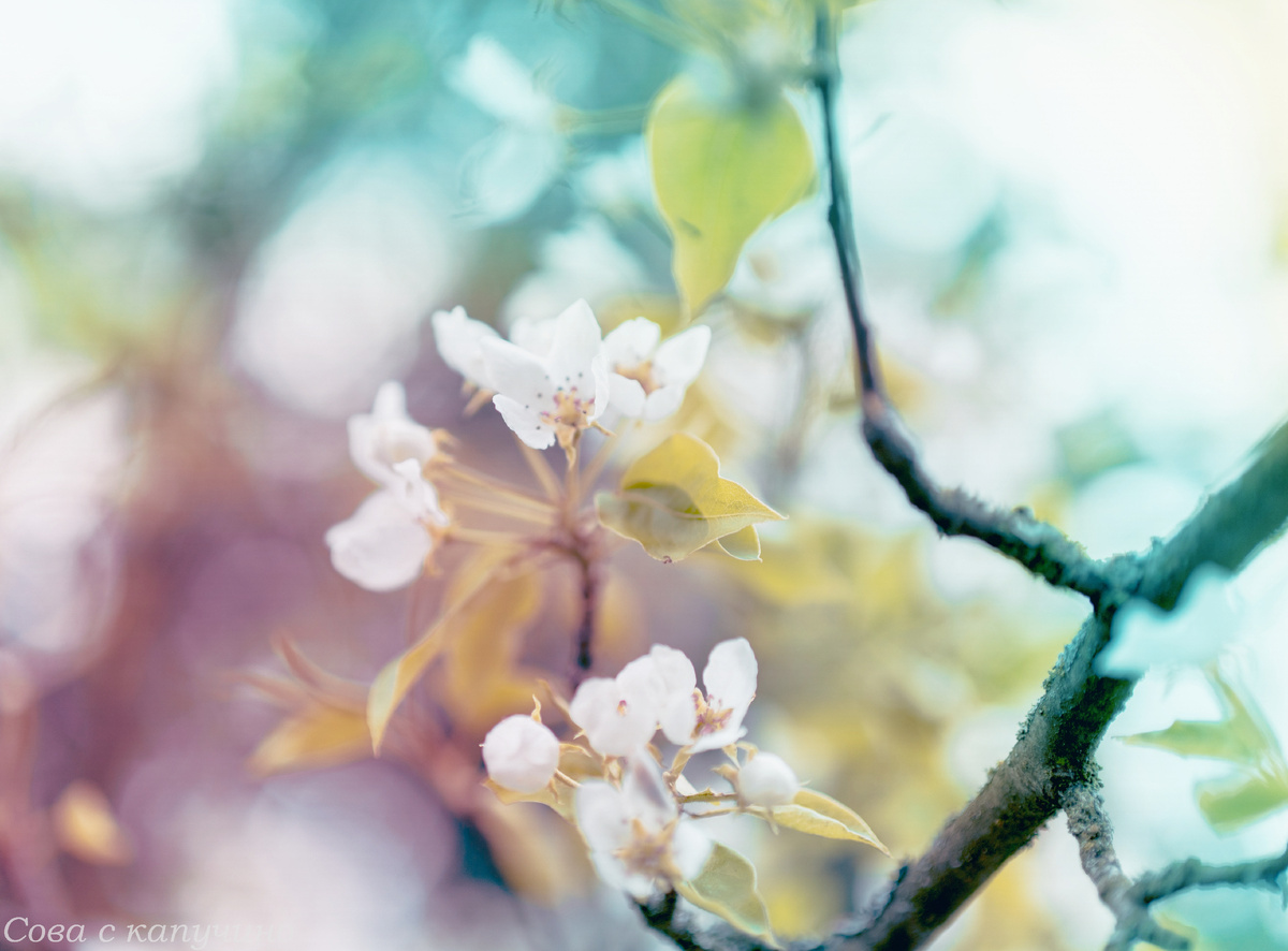 Я очень люблю фотографировать цветы. Такая акварельная нежность в их лепестках. 