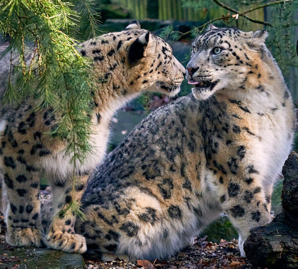 Откуда в Англии снежные барсы?