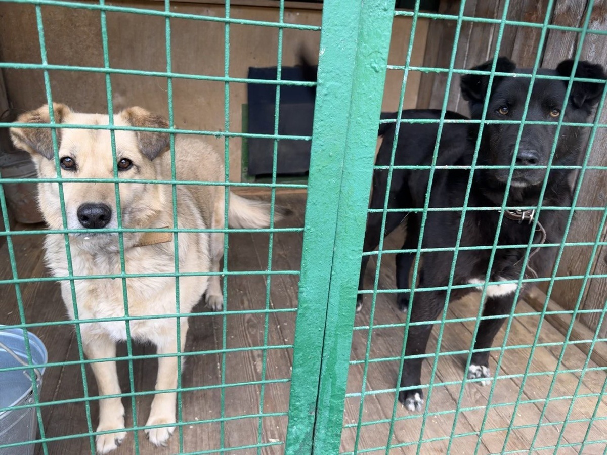 Какая такая Герда? Не видели