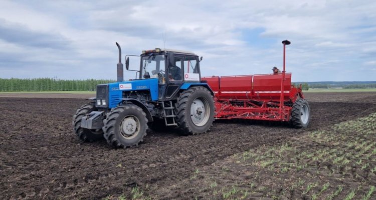    В Тамбовской области возвратные заморозки местами нанесли ущерб всходам сахарной свеклы