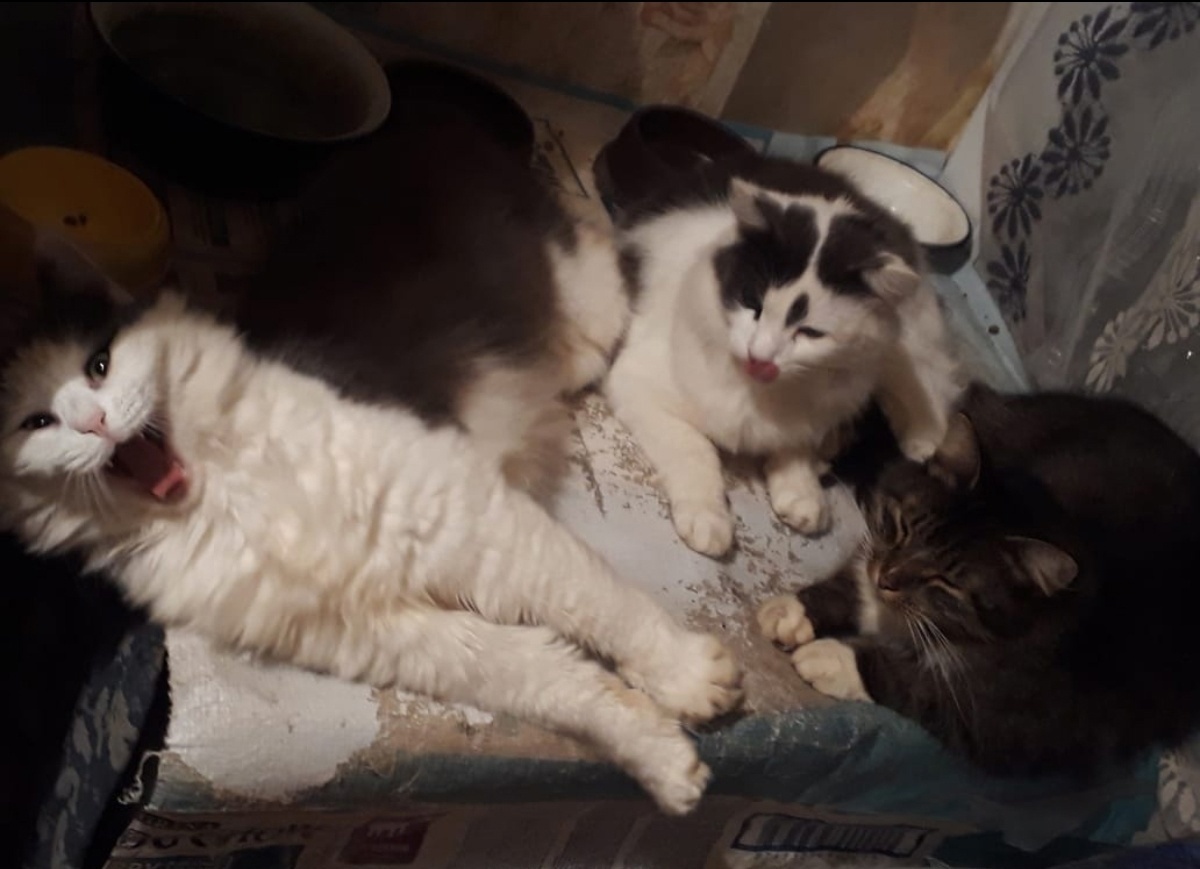 Красивая троица