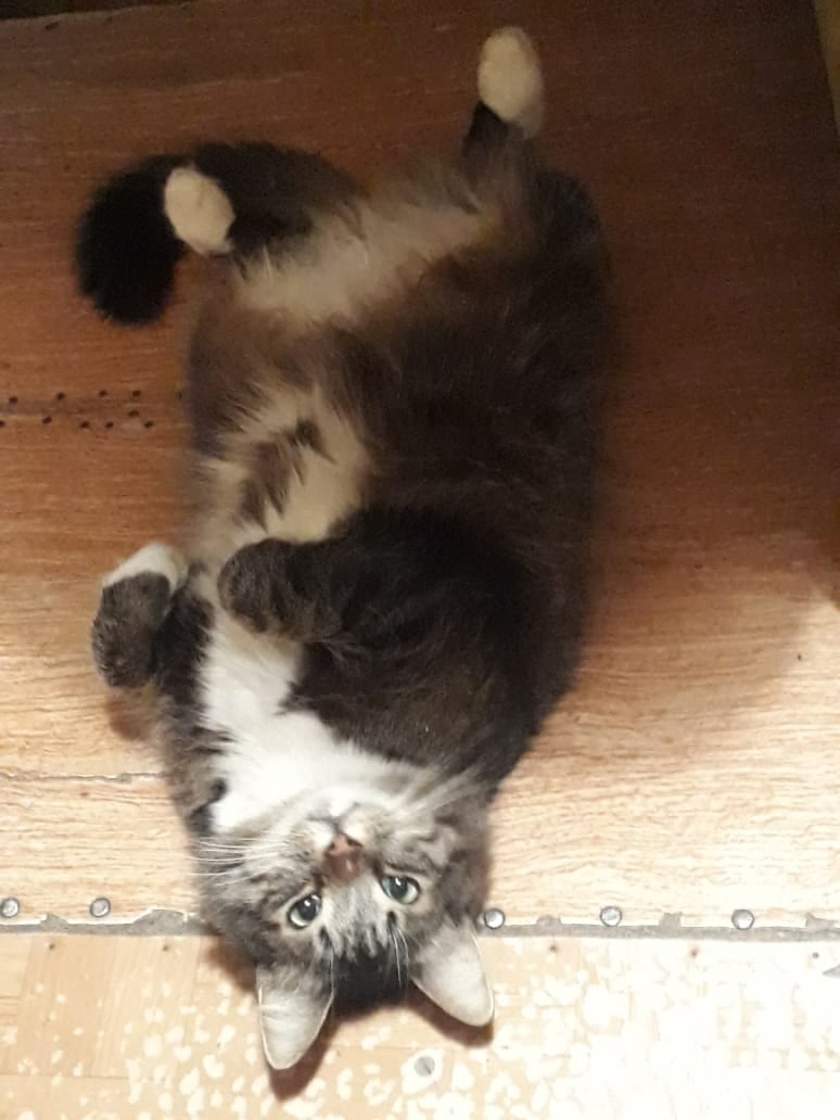 Вот таким Франт уезжал