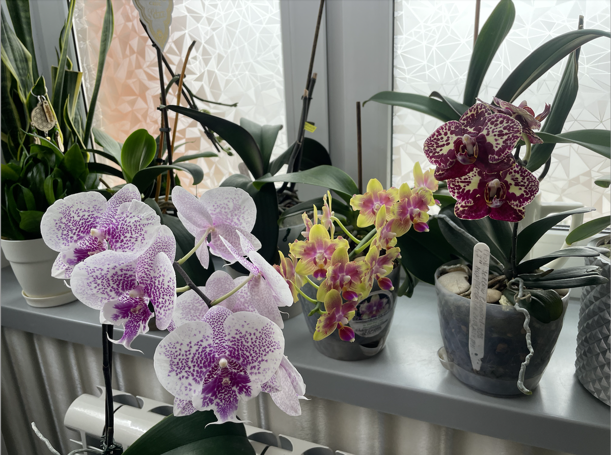 Слева направо: Орхидея фаленопсис Пандора, орхидея фаленопсис Венус пелор и орхидея фаленопсис Желтый Леопард подросток (первое цветение)