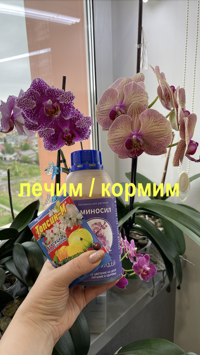 лечить или кормить орхидею?!