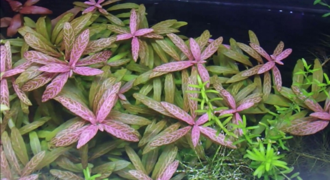 ## Гигрофила розанервинг - яркое украшение заднего плана аквариума### Описание растения**Гигрофила розанервинг** - эффектное аквариумное растение с характерной окраской:* Высота: до 40 см* Ширина: 6-10 см* Окрас листьев: зеленый с красным оттенком* Уникальные белые прожилки на листьях* Быстрое развитие### Условия содержания**Параметры воды:*** Температура: 24-28°C* Кислотность: pH 7* Жесткость: GH 8* Обязательная подача CO2### Требования к освещению**Освещение:*** Интенсивное* Продолжительность: не менее 12 часов* Подходит для размещения на заднем плане* Требует хорошего светового потока### Особенности выращивания**Практические рекомендации:*** Прекрасно адаптируется к различным условиям* Устойчиво к изменениям параметров воды* Хорошо переносит разные уровни освещенности* Активно очищает воду### Размножение**Способы разведения:*** Черенкование* Легко укореняется в грунте* Быстро формирует новые побеги* Оптимальная длина черенка: 5-7 см### Преимущества растения**Полезные свойства:*** Декоративный внешний вид* Быстрая скорость роста* Способность очищать воду* Устойчивость к различным условиям* Эффектные белые прожилки на красных листьях### Рекомендации по размещению**Важные моменты:*** Идеально подходит для заднего плана* Создает яркий акцент в аквариуме* Хорошо сочетается с другими растениямиГигрофила розанервинг станет настоящим украшением аквариума благодаря своей необычной окраске и декоративным качествам. Растение неприхотливо в содержании и способно создать яркий акцент в любом аквариуме, особенно при правильном освещении и подаче CO2.