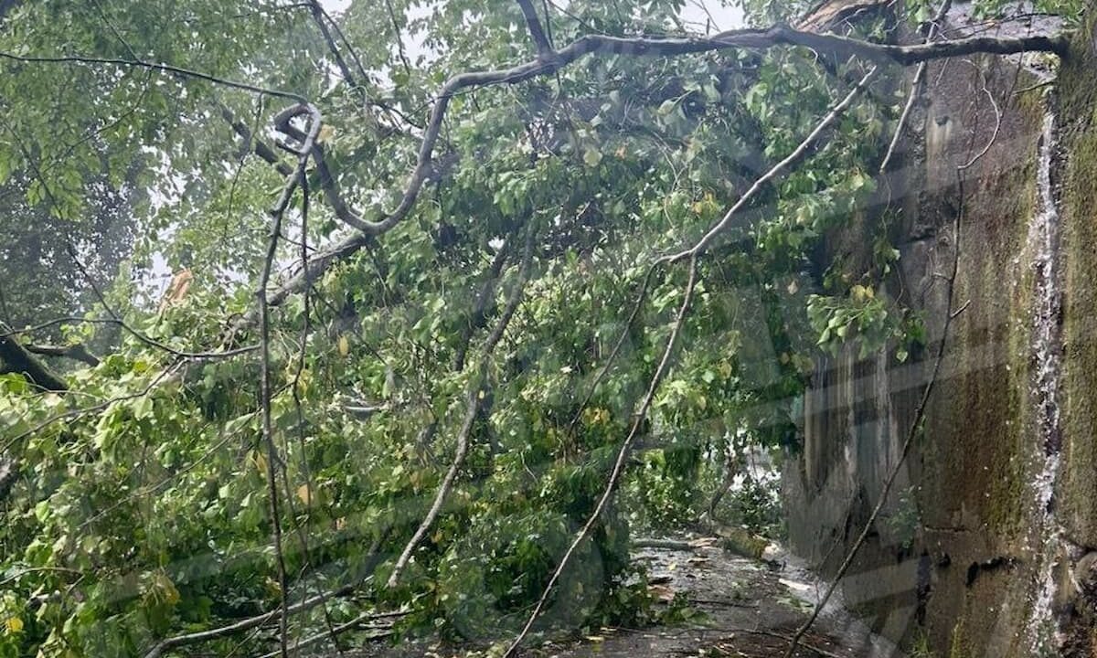    Фото t.me/sochitypical