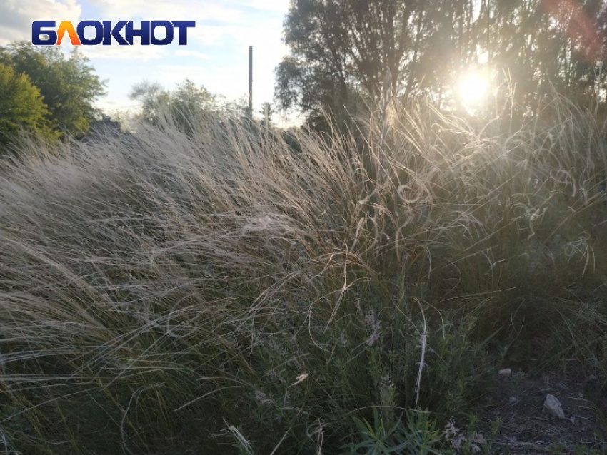 Ковыль на окраинах Луганска 