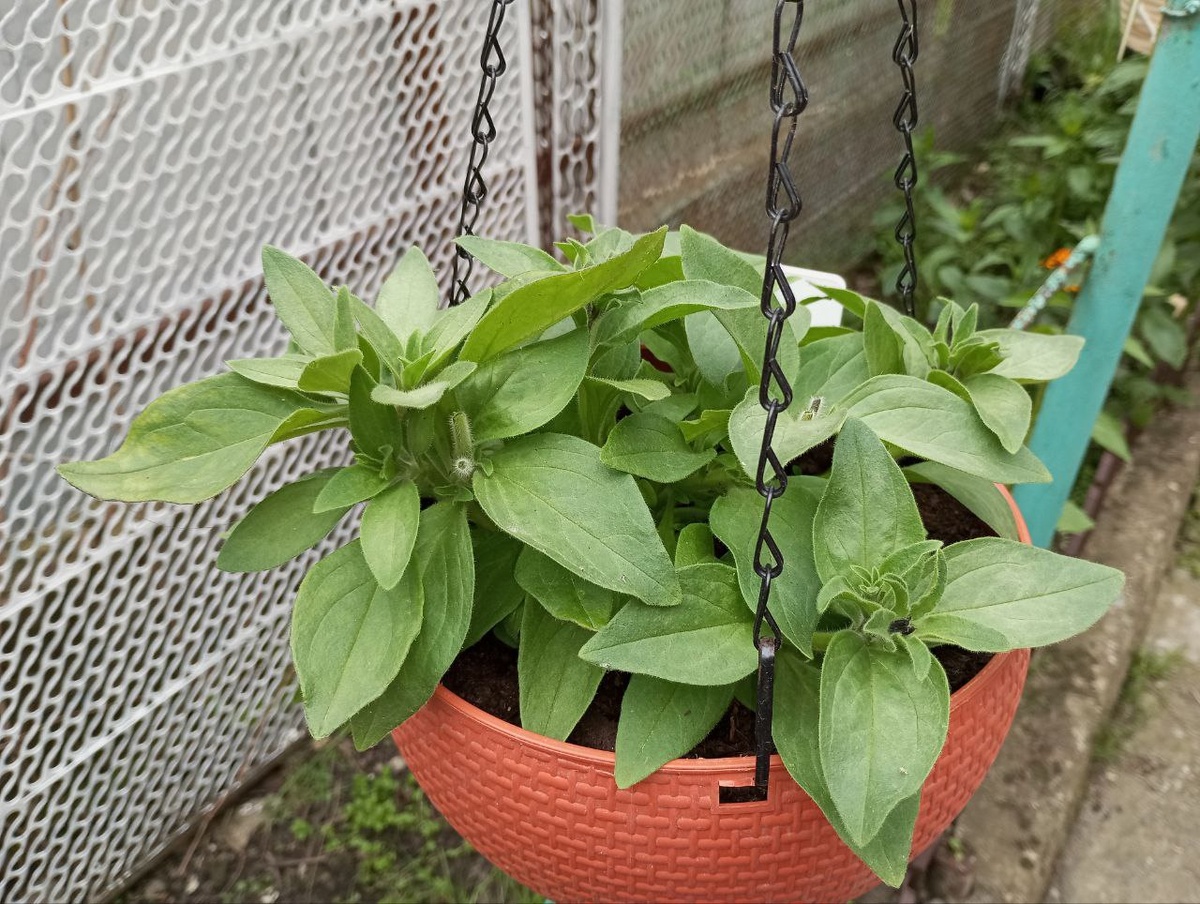 Бургунди уже в кашпо 