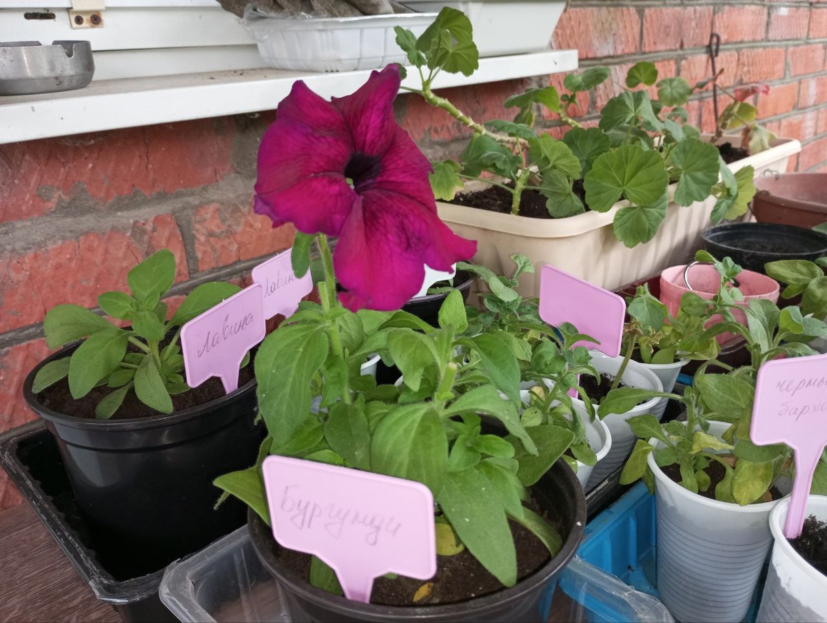 Разрешила себе один цветочек, чтоб убедиться в соответствии сорту