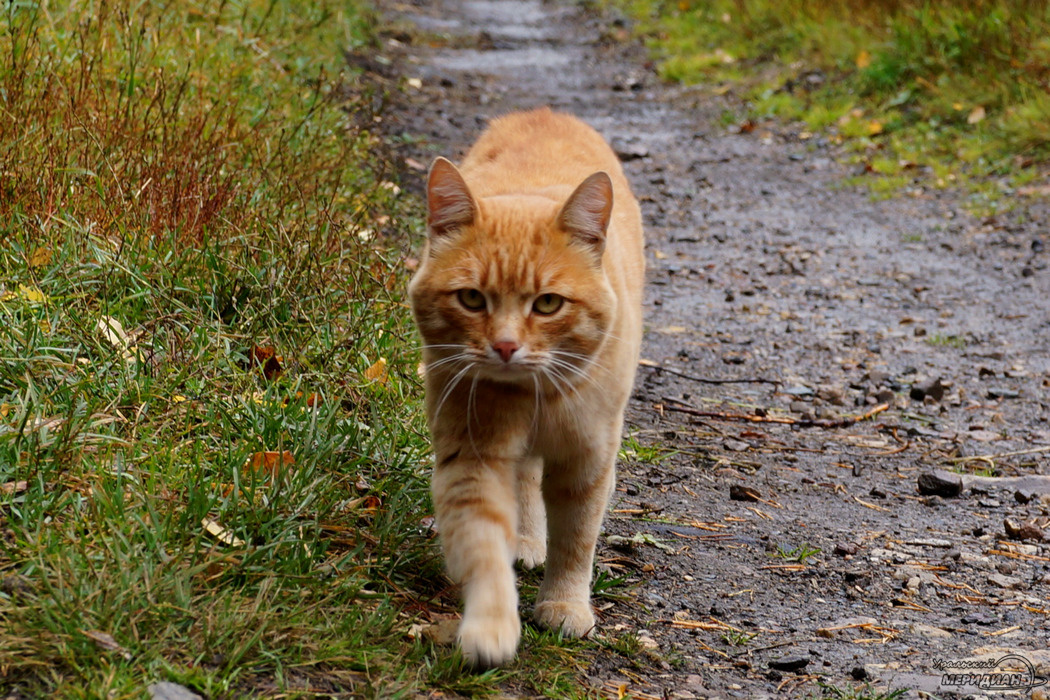    Фото: Гертруда Тиунова © ИА "Уральский меридиан"