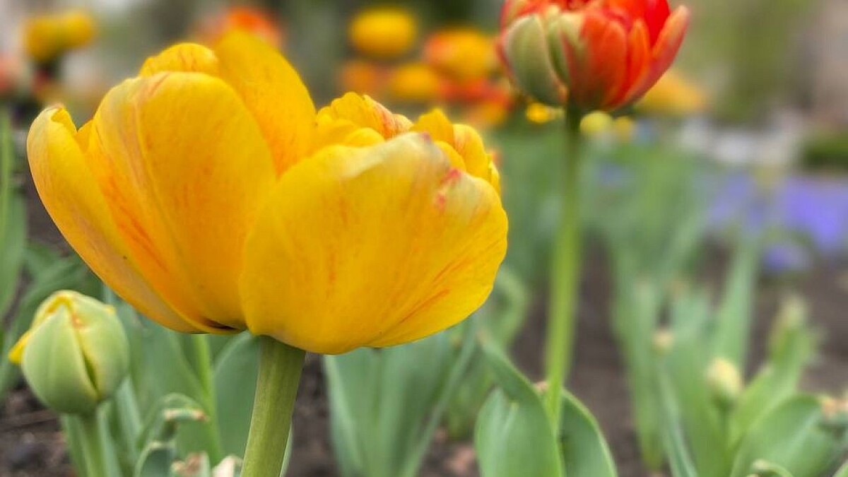    Фото: телеканал «Краснодар»