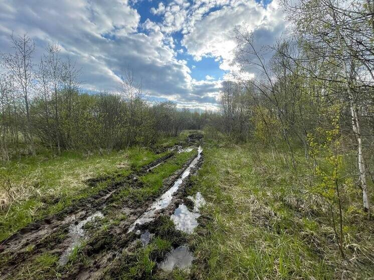     Фото: МК в Великом Новгороде/Никита Нестеров