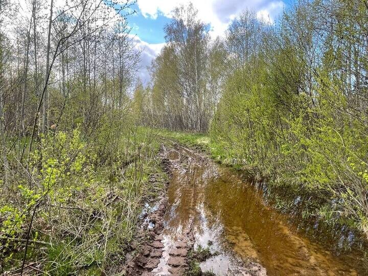     Фото: МК в Великом Новгороде/Никита Нестеров