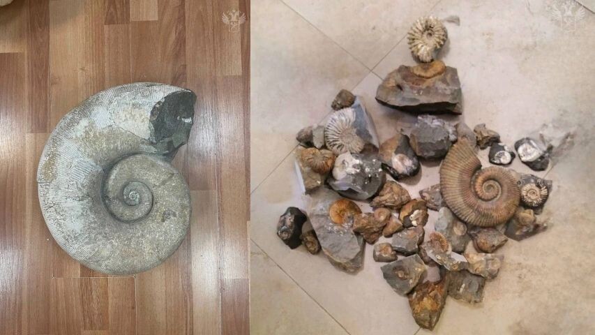    Фото: t.me/customs_rf