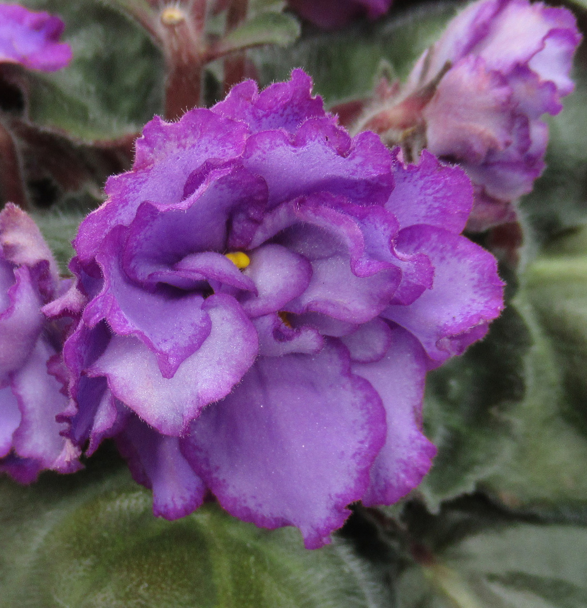 фиалка сорт "АВ-Лавандовые розы" цветы как звезды- моё фото