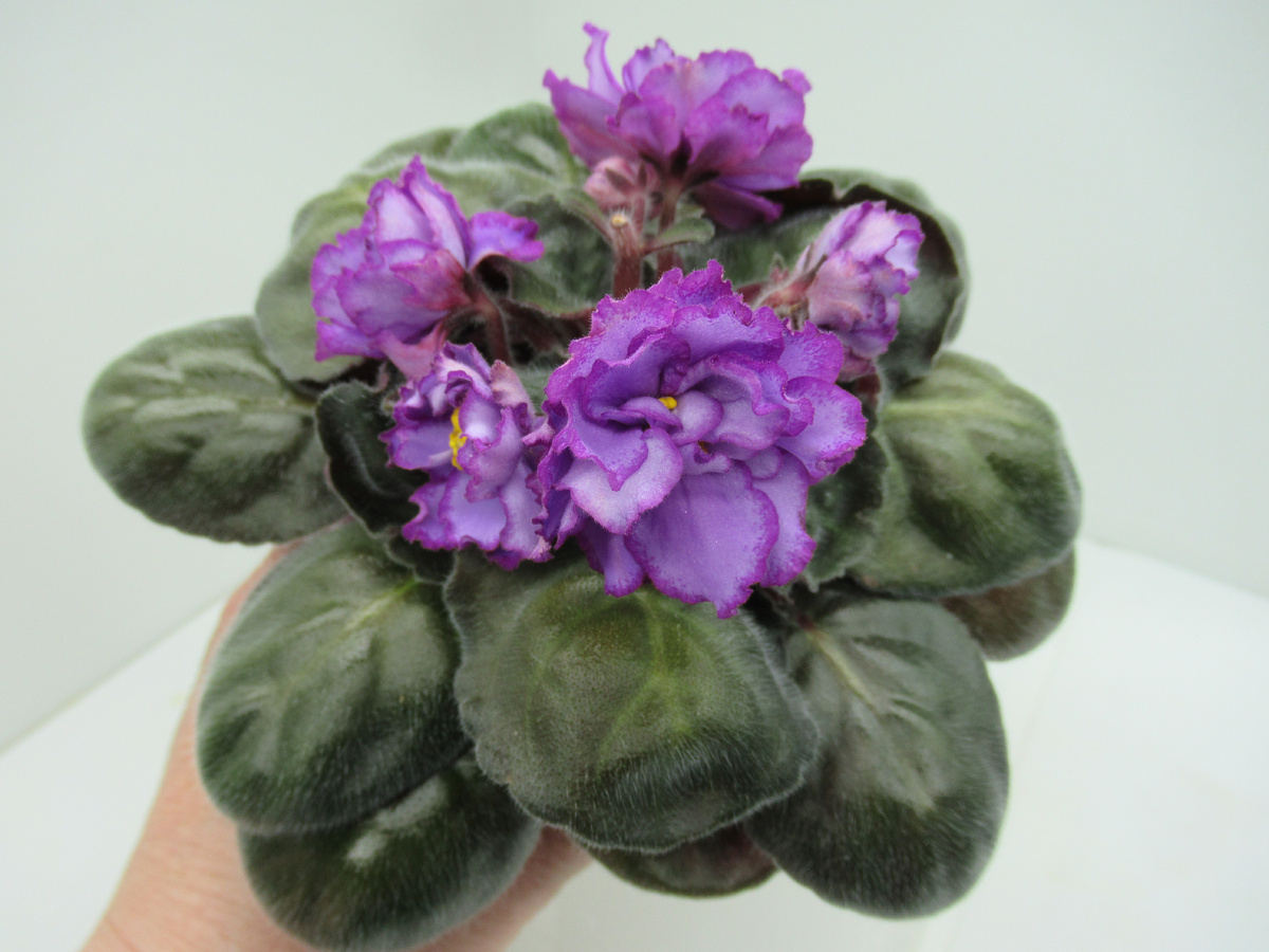 фиалка сорт "АВ-Лавандовые розы" - розетка