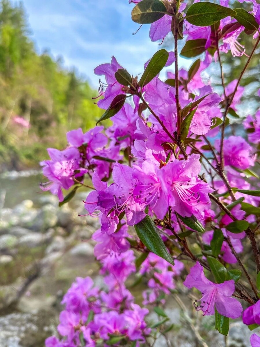    Цветение маральника на берегах Золотого озера. Источник: Роман Воробьев и Татьяна Клименко