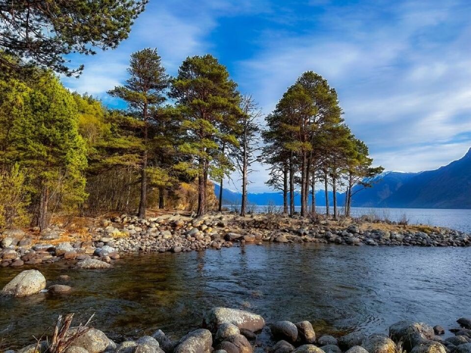    Цветение маральника на берегах Золотого озера. Источник: Роман Воробьев и Татьяна Клименко